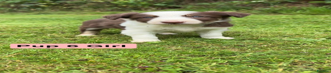 Mixed Breed Puppy 2