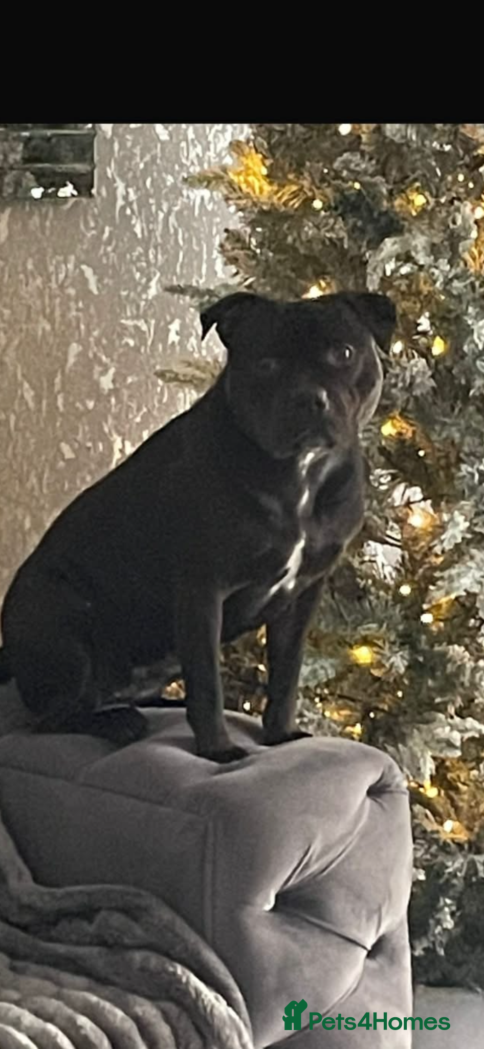 Staffordshire Bull Terrier dogs Staffordshire bull terrier 3 black girls left 😍 - Advert 1
