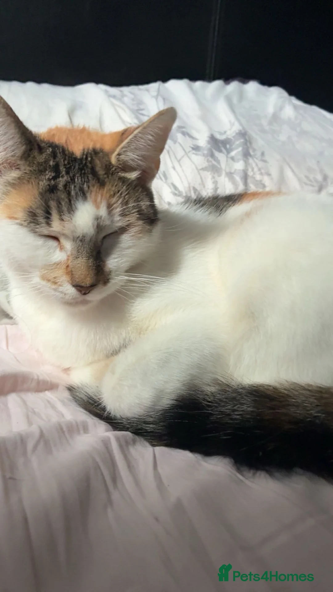 Mixed Breed cats for stud: Cat named lily - Advert 2