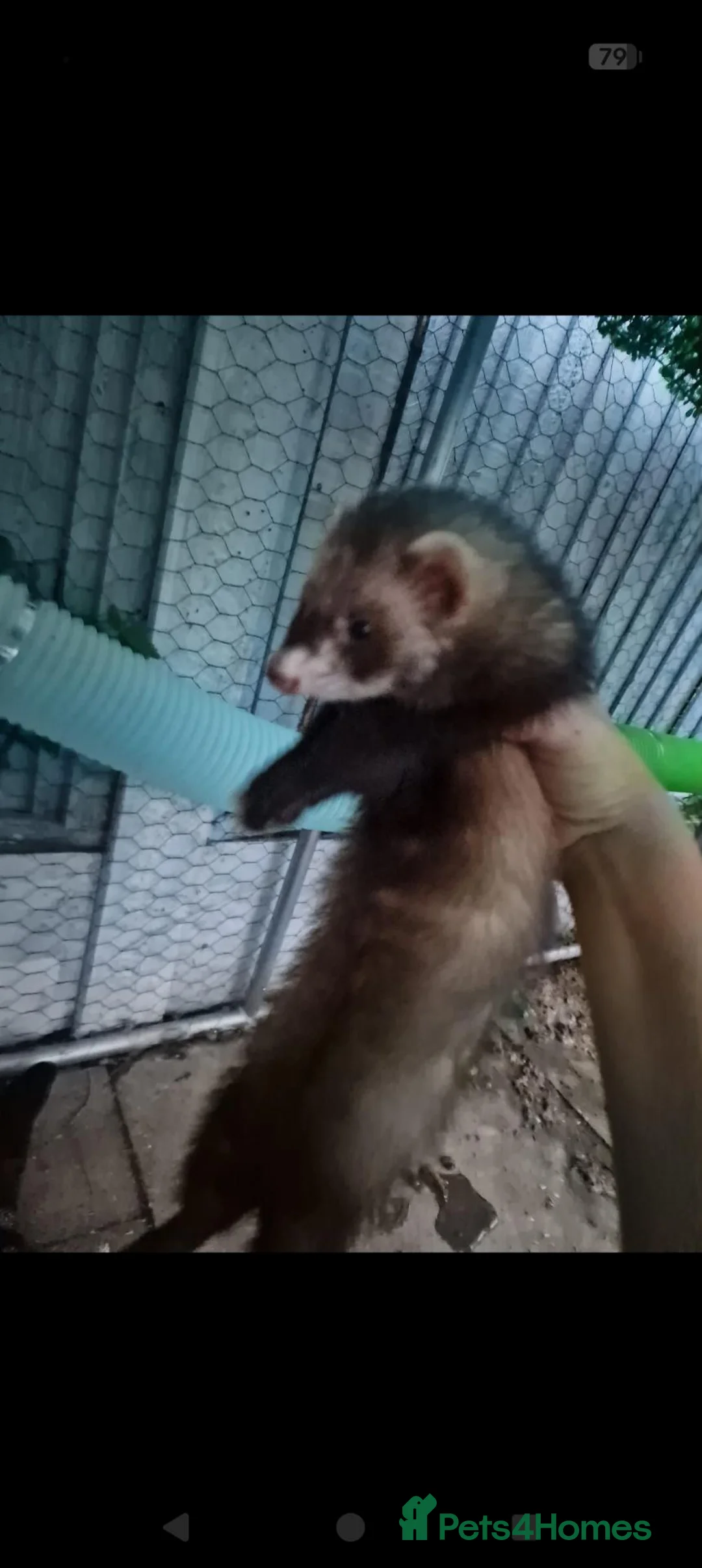 Ferret rodents for sale: Free to good home in Winsford - Advert 2
