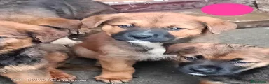 Mixed Breed 13