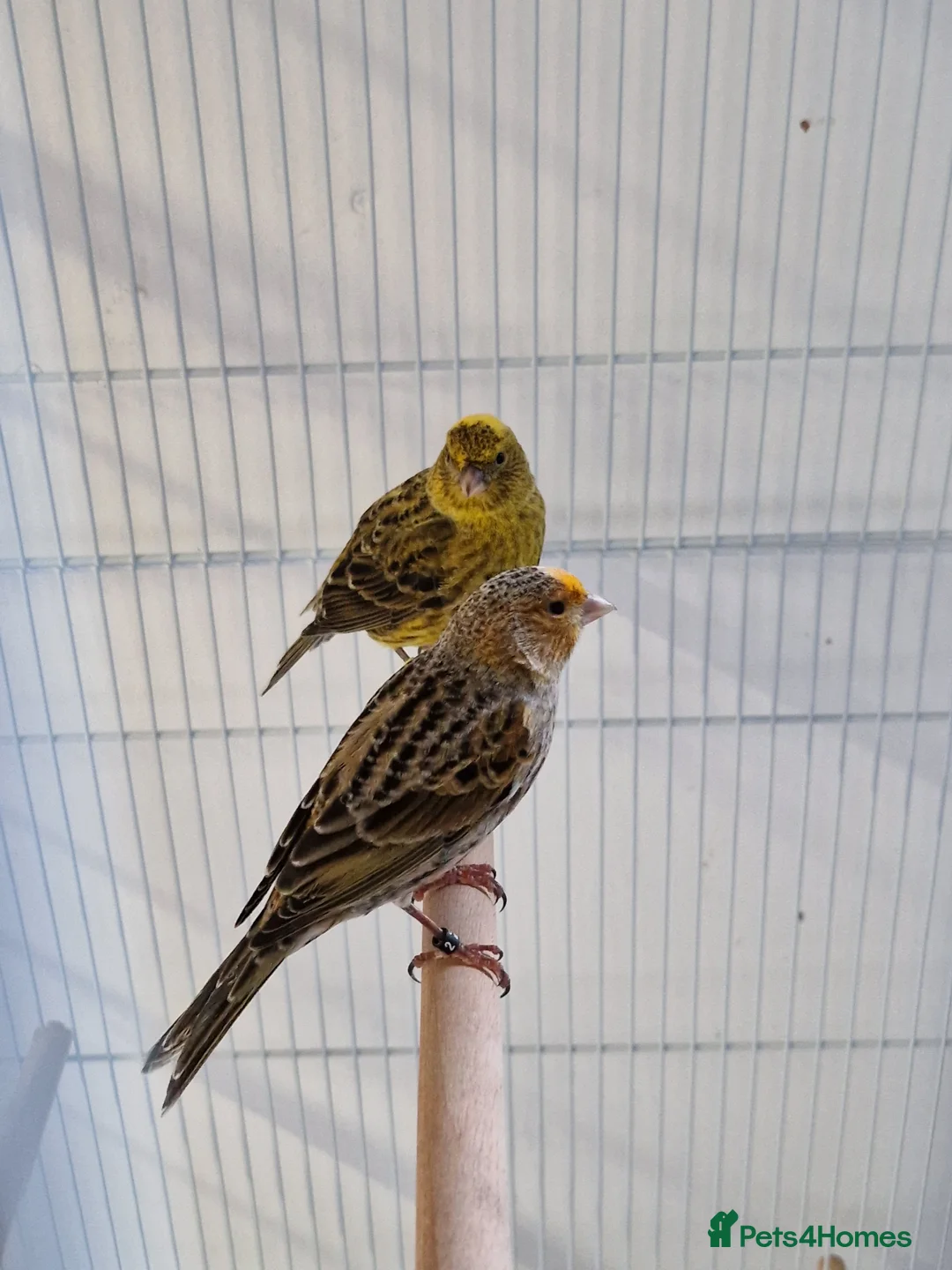 Canaries birds for sale: Fife + Opal Agage + Lizard Canaries - Advert 23