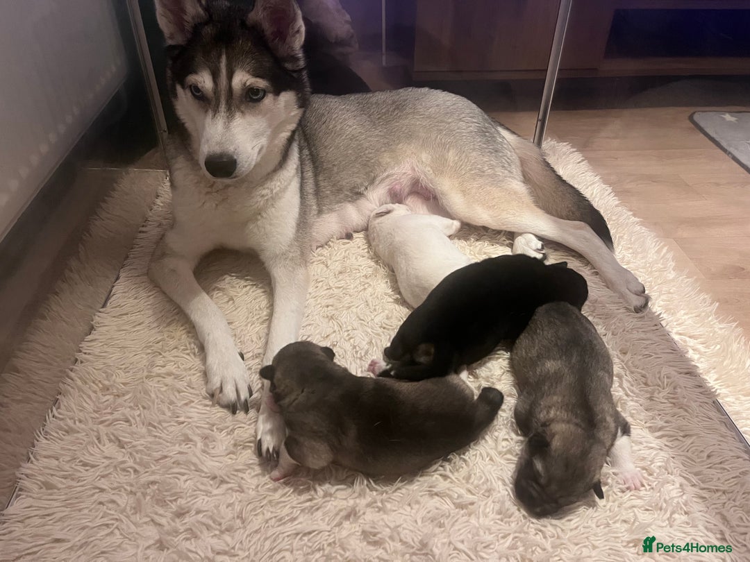 Siberian Husky dogs for sale: Beautiful Siberian Husky Puppies - Advert 7