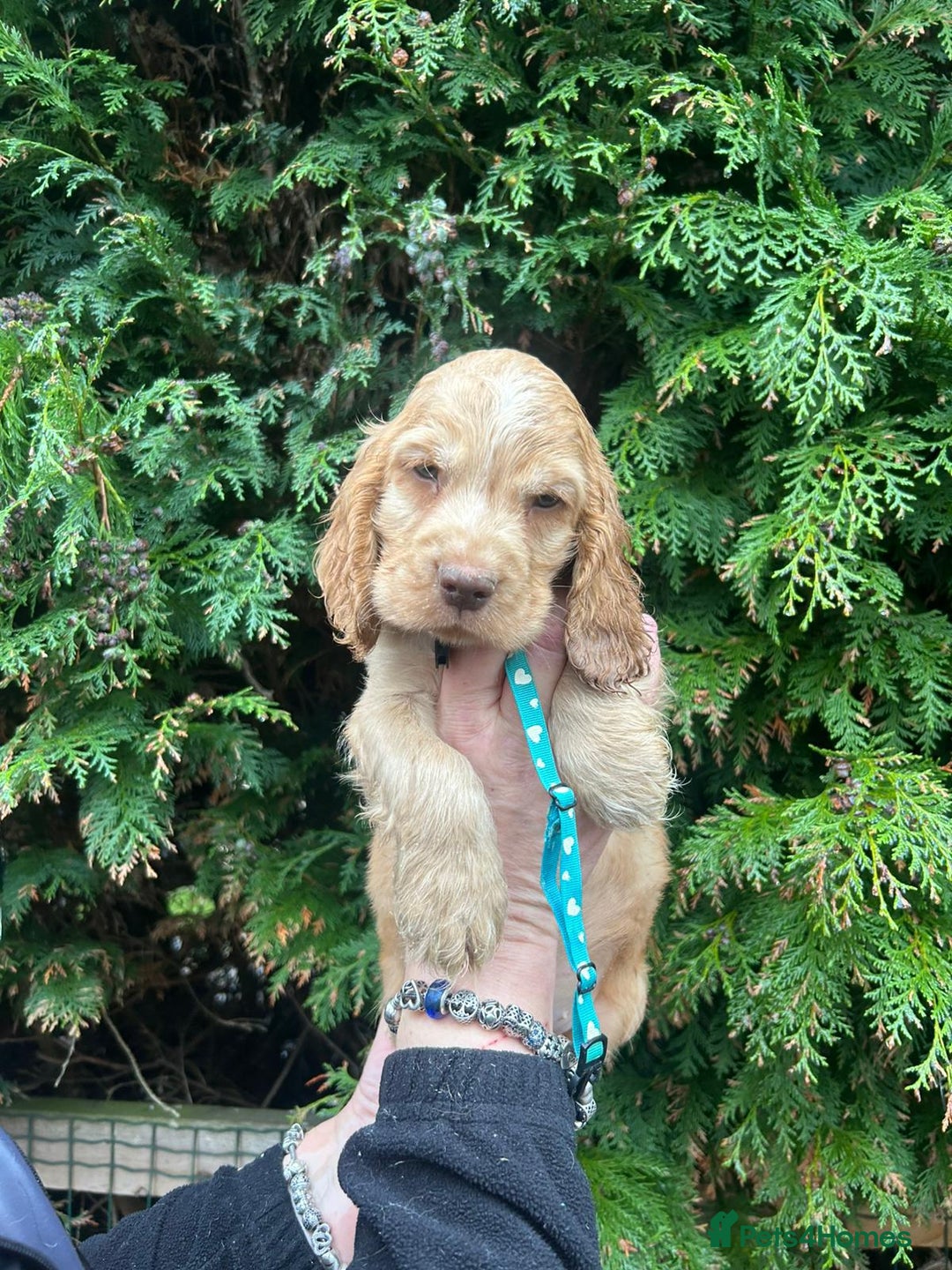Cocker Spaniel dogs for sale: Stunning KC Show Cocker Spaniels - Advert 6