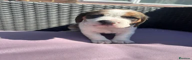 Beagle Puppy 4