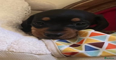 Miniature Dachshund dogs K C REGISTERED MINI DACHSHUND - Advert 7