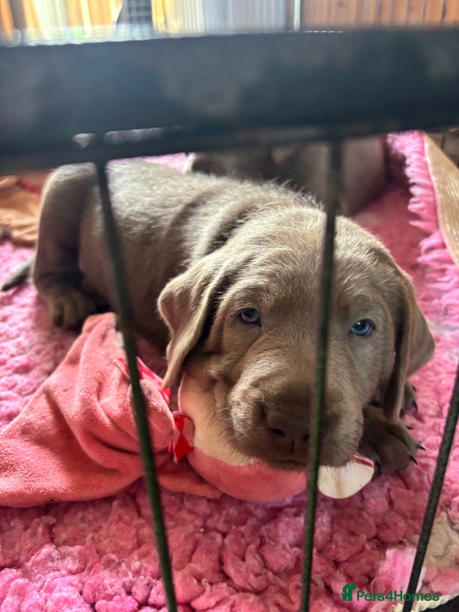 Labrador Retriever dogs Gorgeous Silver Labrador Puppies For Sale! - Advert 1