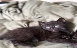British Shorthair cats for sale: 🐾 Adorable Baby Kittens for Sale! 🐾 - Image 5