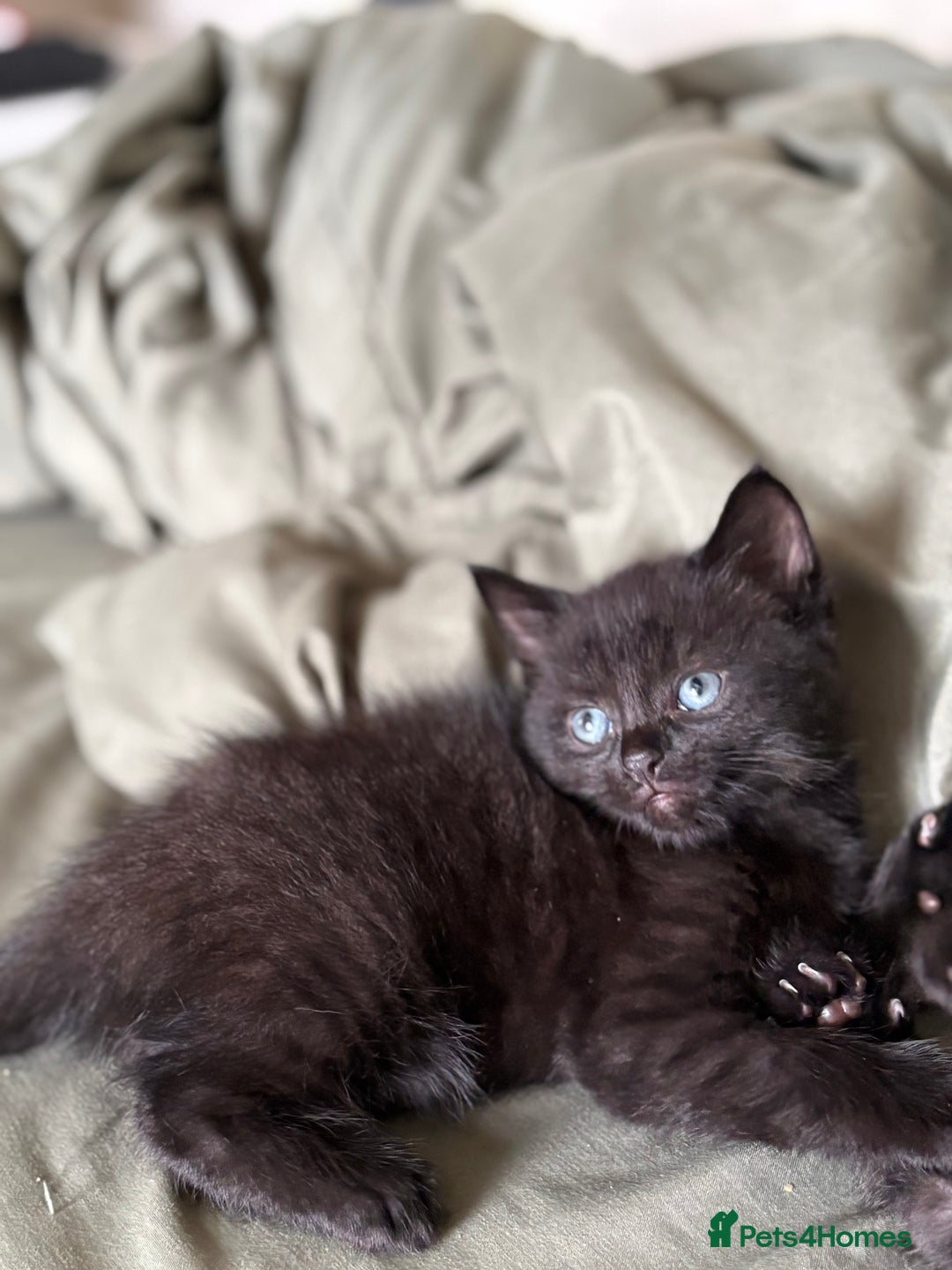 British Shorthair cats for sale: 🐾 Adorable Baby Kittens for Sale! 🐾 - Image 5