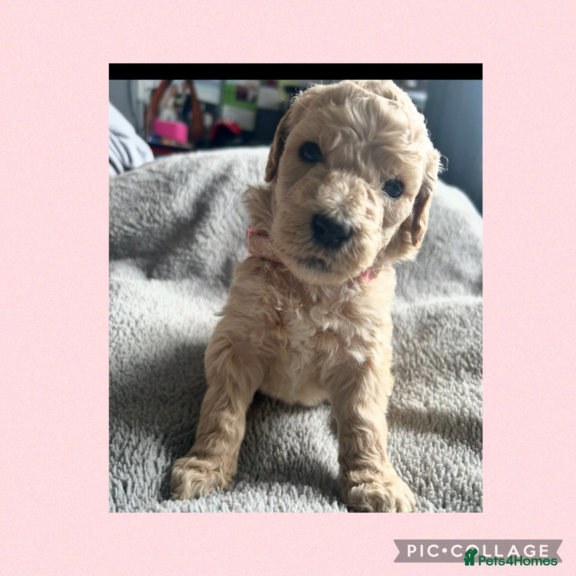 Labradoodle dogs  f1bb standard labradoodles - silver & apricots - Advert 6