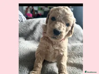 Labradoodle dogs f1bb standard labradoodles - silver & apricots - Advert 6