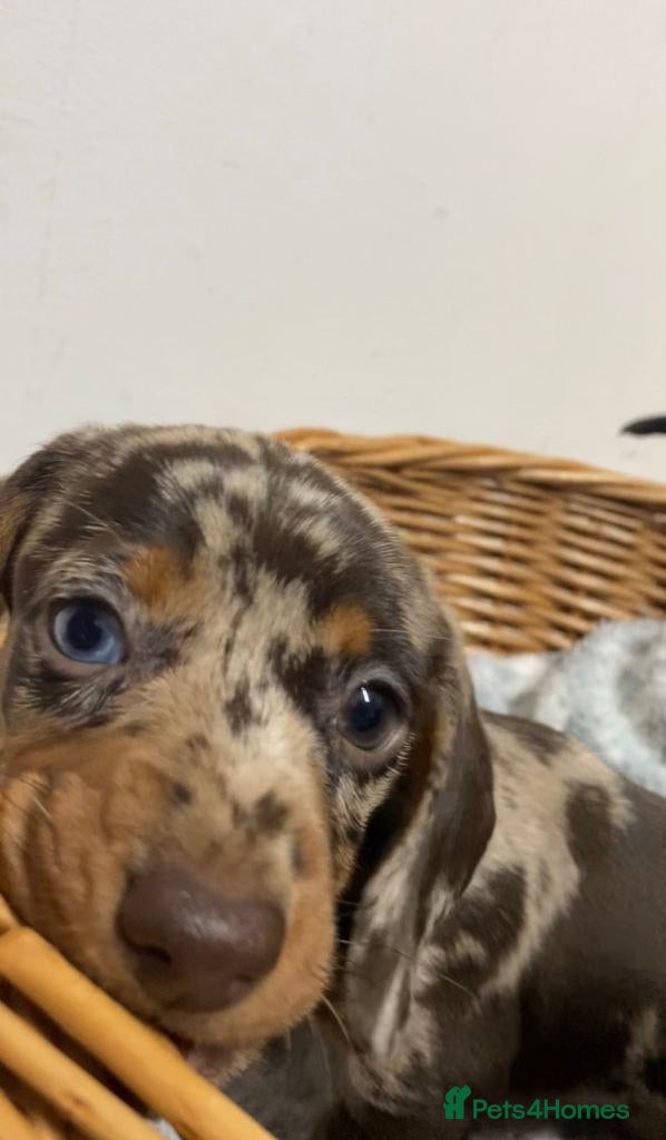 Miniature Dachshund dogs Adorable Miniature Dachshund Boys - Advert 5