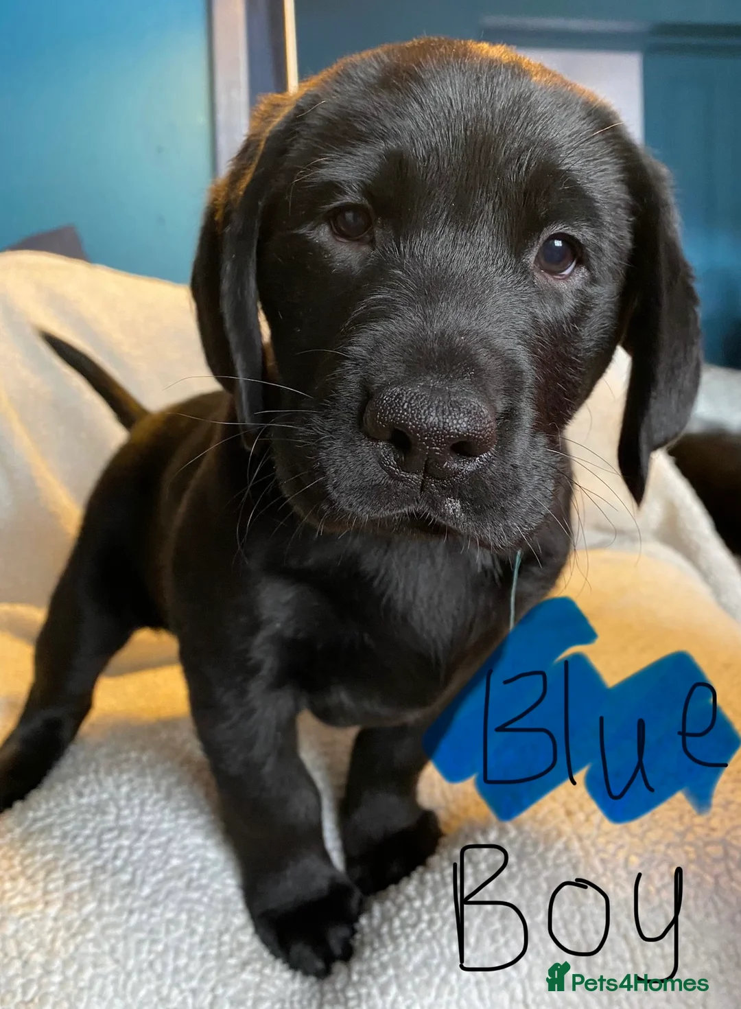 Mixed Breed dogs for sale: Labrador pups ready now  - Advert 1
