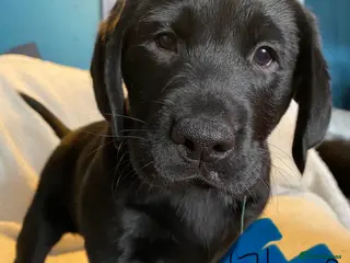 Mixed Breed dogs Labrador pups ready now - Advert 1