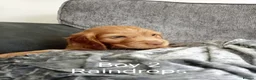 Cocker Spaniel dogs for sale: 5 Beautiful Golden Cocker Spaniel Puppies - Advert 14