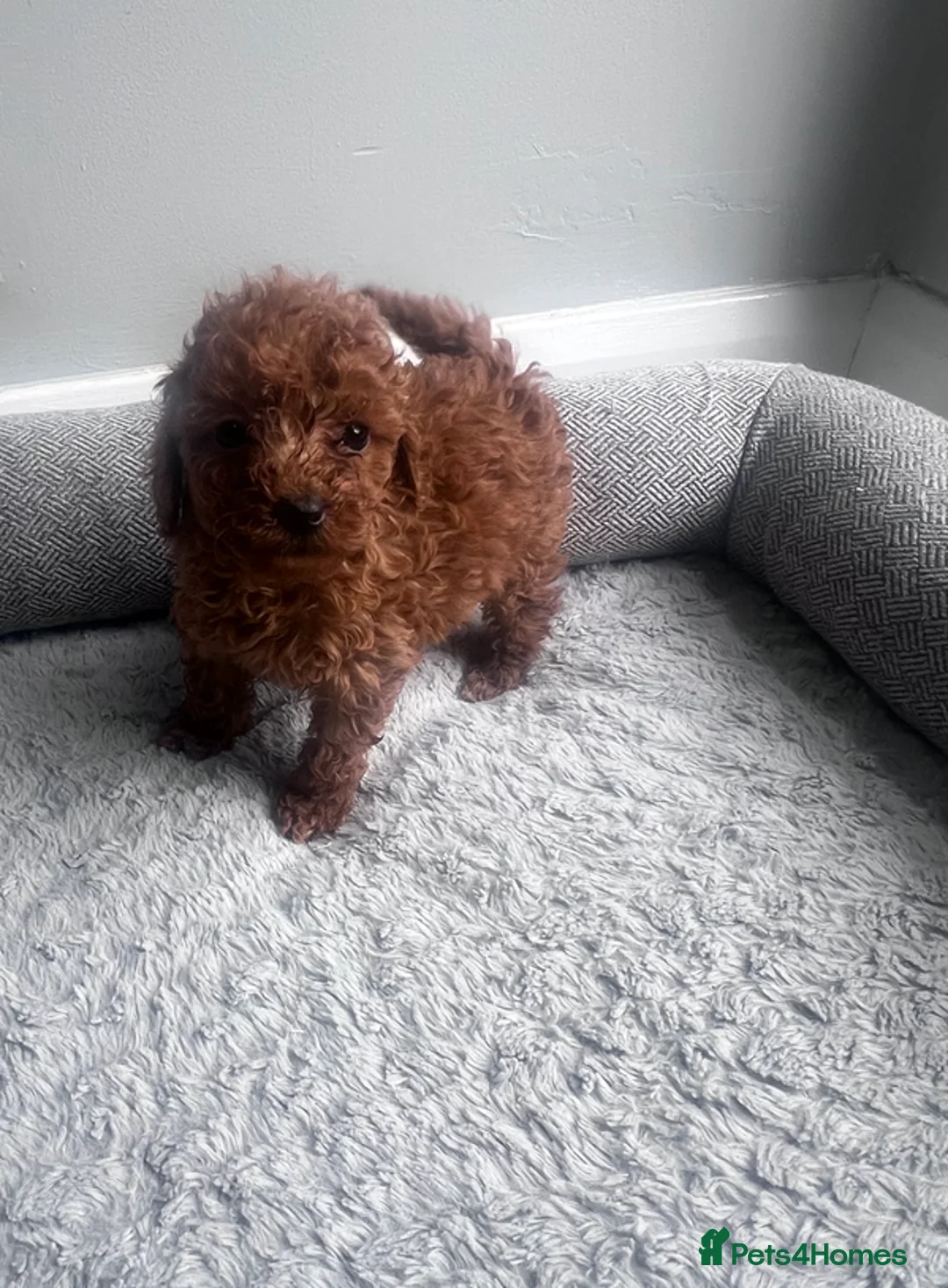 Toy Poodle dogs for sale: 3 Pure Confidence Toy Poodle puppies for sale - Advert 2