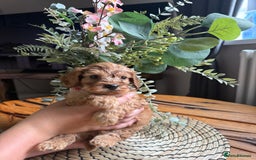 Cockapoo dogs for sale: Toy Cockapoo Puppies, Family Raised, Sweet Natured - Image 3