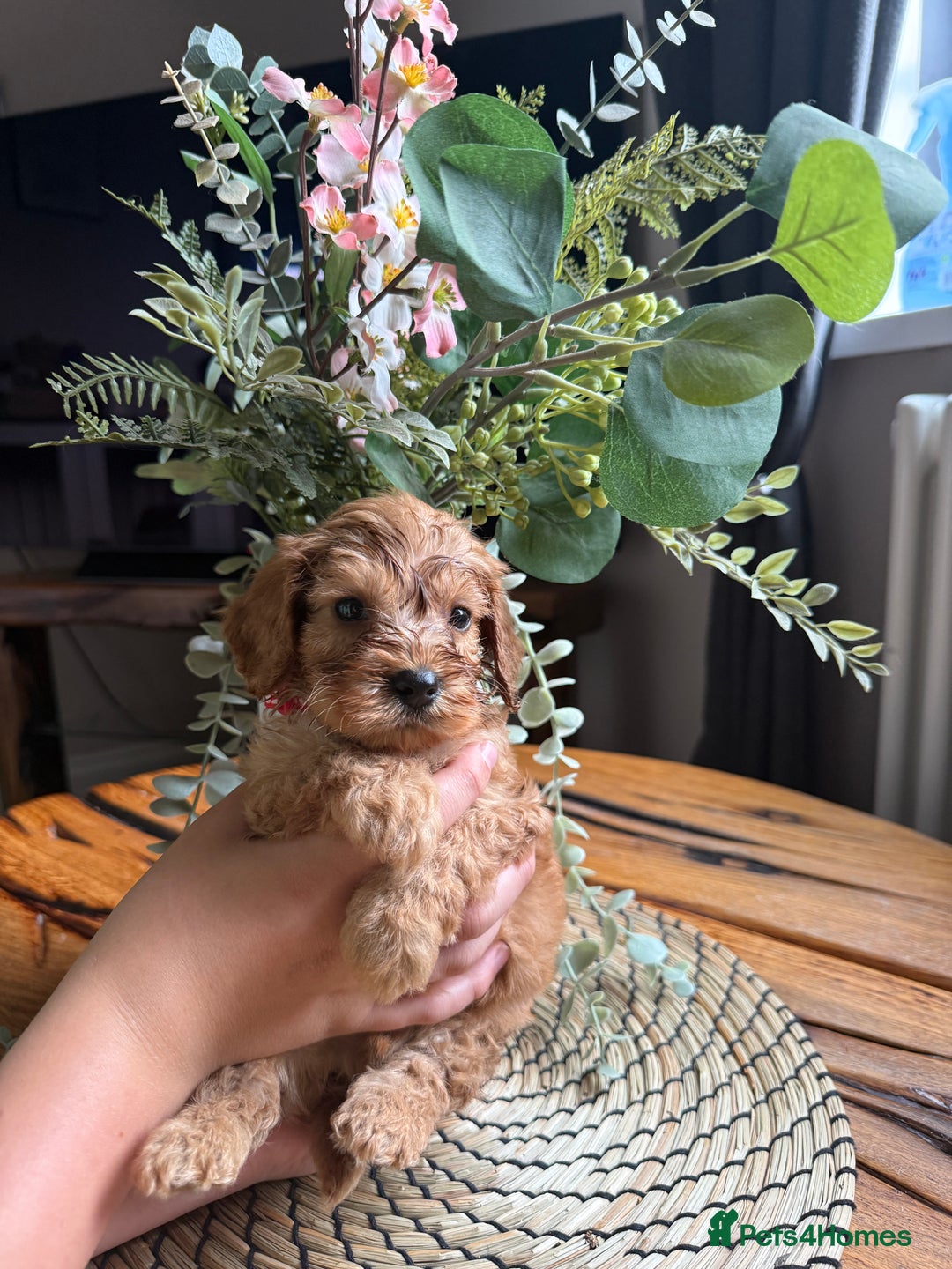 Cockapoo dogs for sale: Toy Cockapoo Puppies, Family Raised, Sweet Natured - Image 3