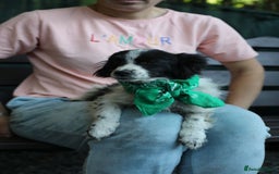 Mixed Breed dogs for adoption: 💖🐶 LOLLY & JOLIE 🐶💖 - Image 23