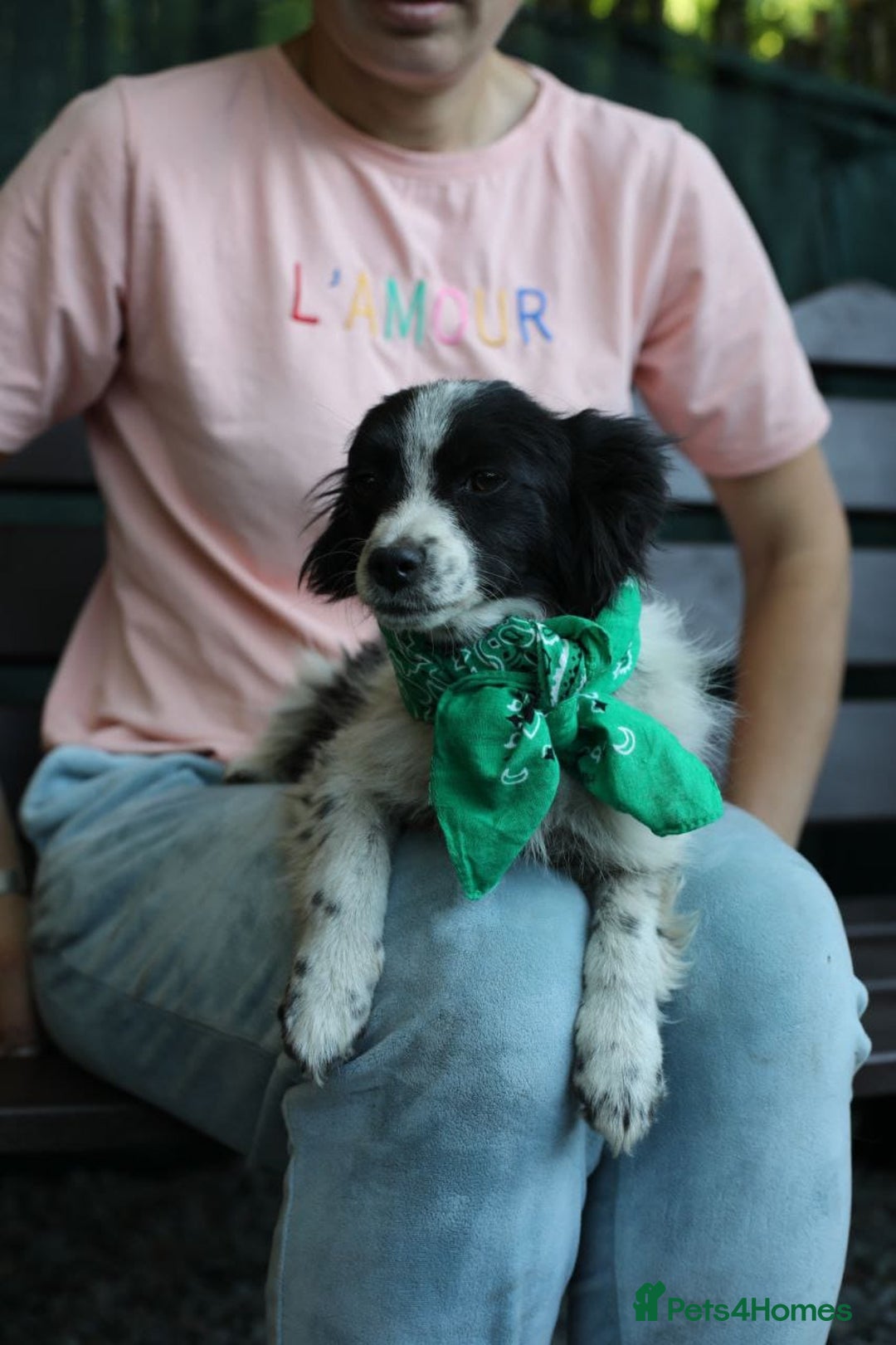 Mixed Breed dogs for adoption: 💖🐶 LOLLY & JOLIE 🐶💖 - Image 23