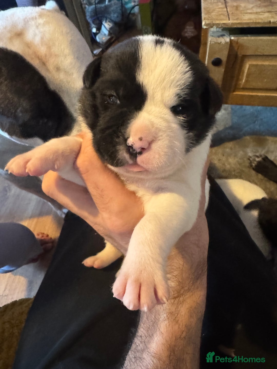 Mixed Breed dogs for sale: Puppys for sale  - Advert 3