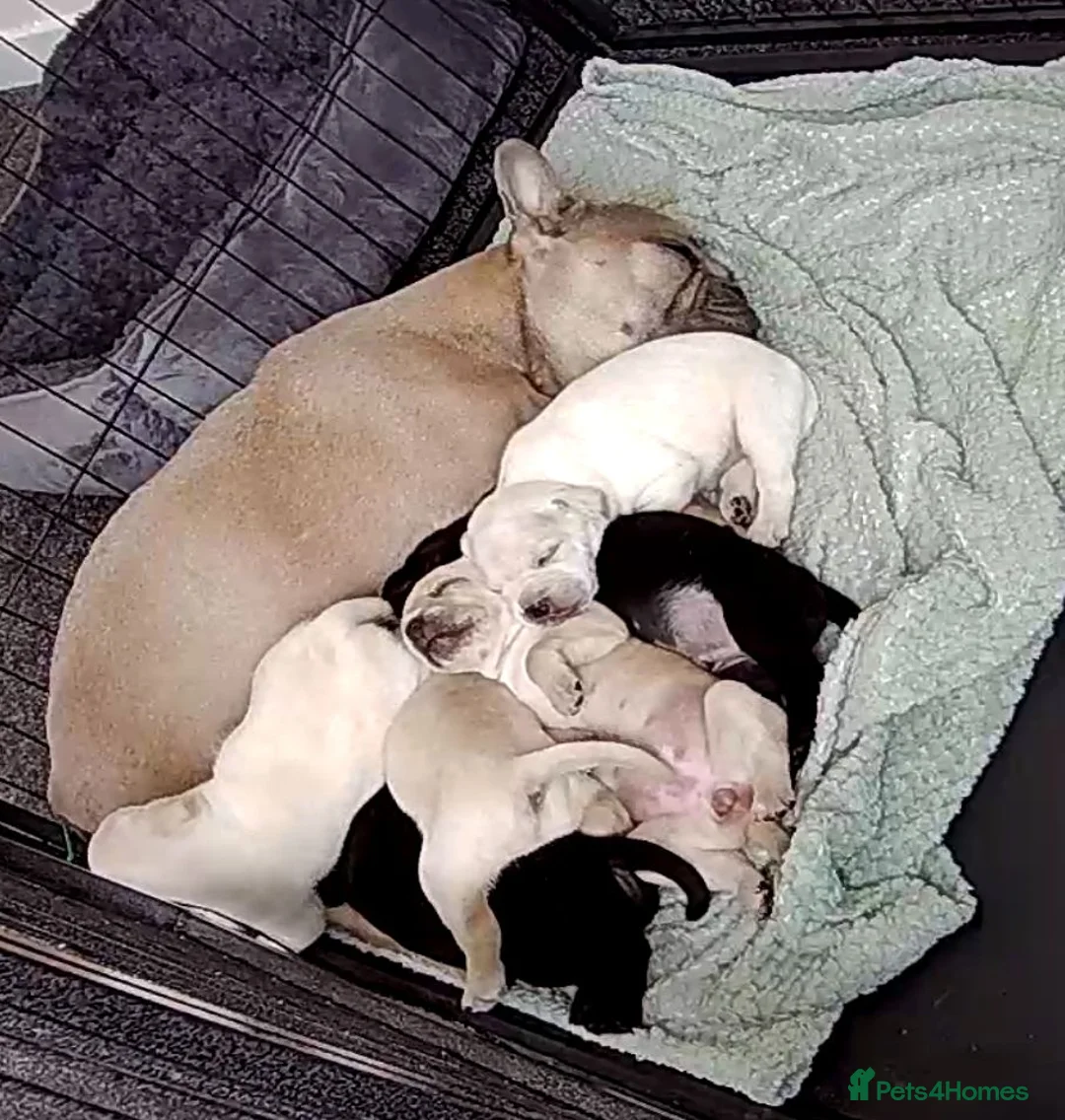 Mixed Breed dogs for sale: French Bulldog Cross Pups - Advert 1
