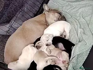 Mixed Breed dogs French Bulldog Cross Pups - Advert 5