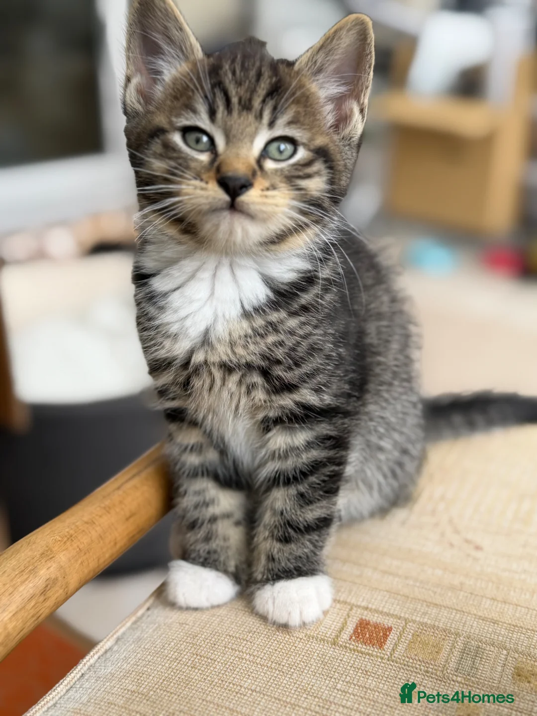 Mixed Breed cats for sale: Beautiful Tabby x Bengal Boy  in Milton Keynes - Advert 6