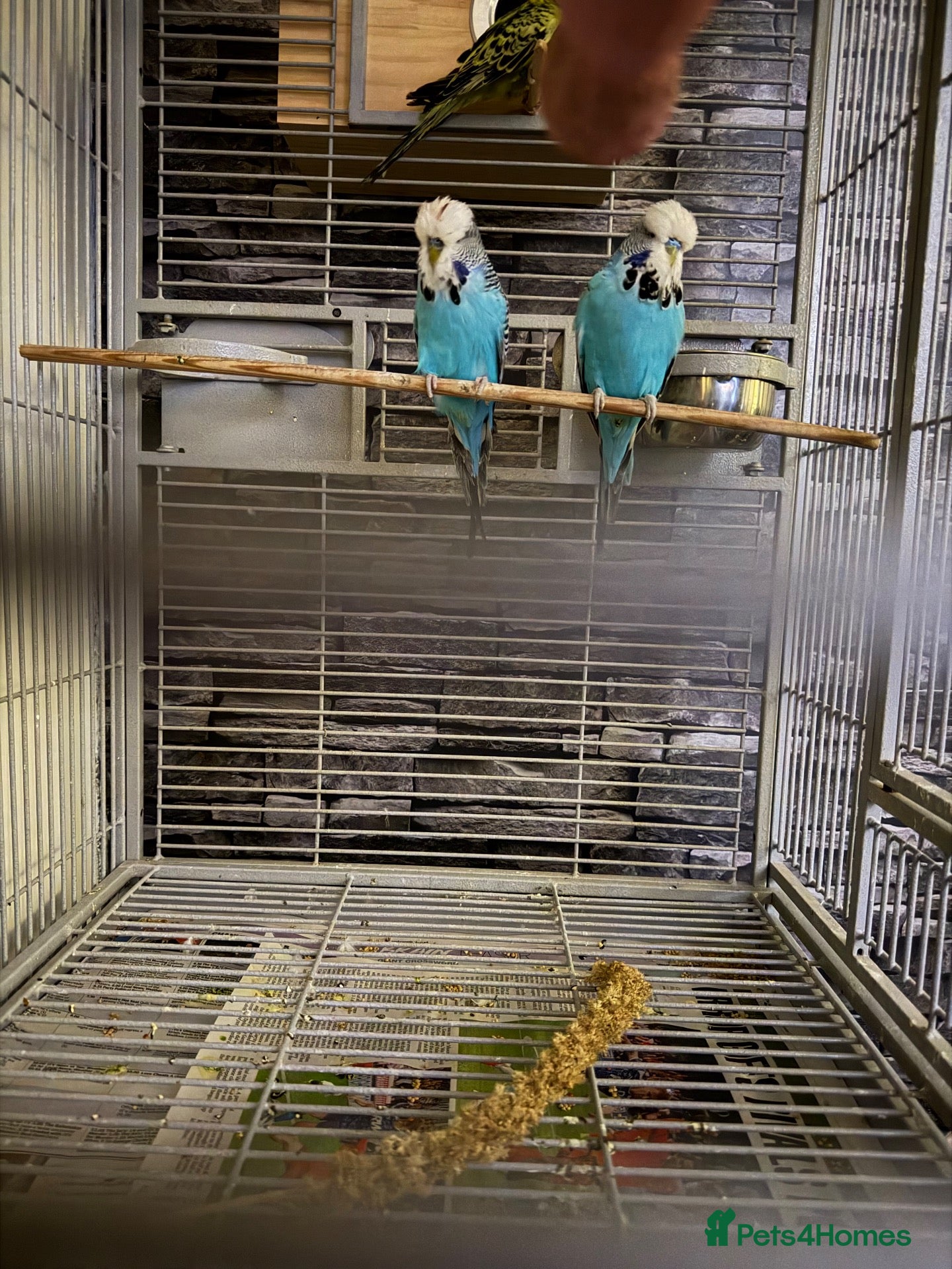 Budgerigars birds Mixed budgies - Advert 1