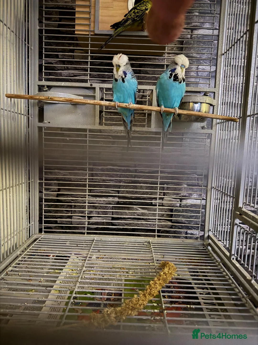 Budgerigars birds for sale: Mixed budgies in Stoke-on-Trent - Advert 1