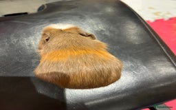 Guinea Pig rodents for sale: 8 week old guinea pig baby boars - Image 5