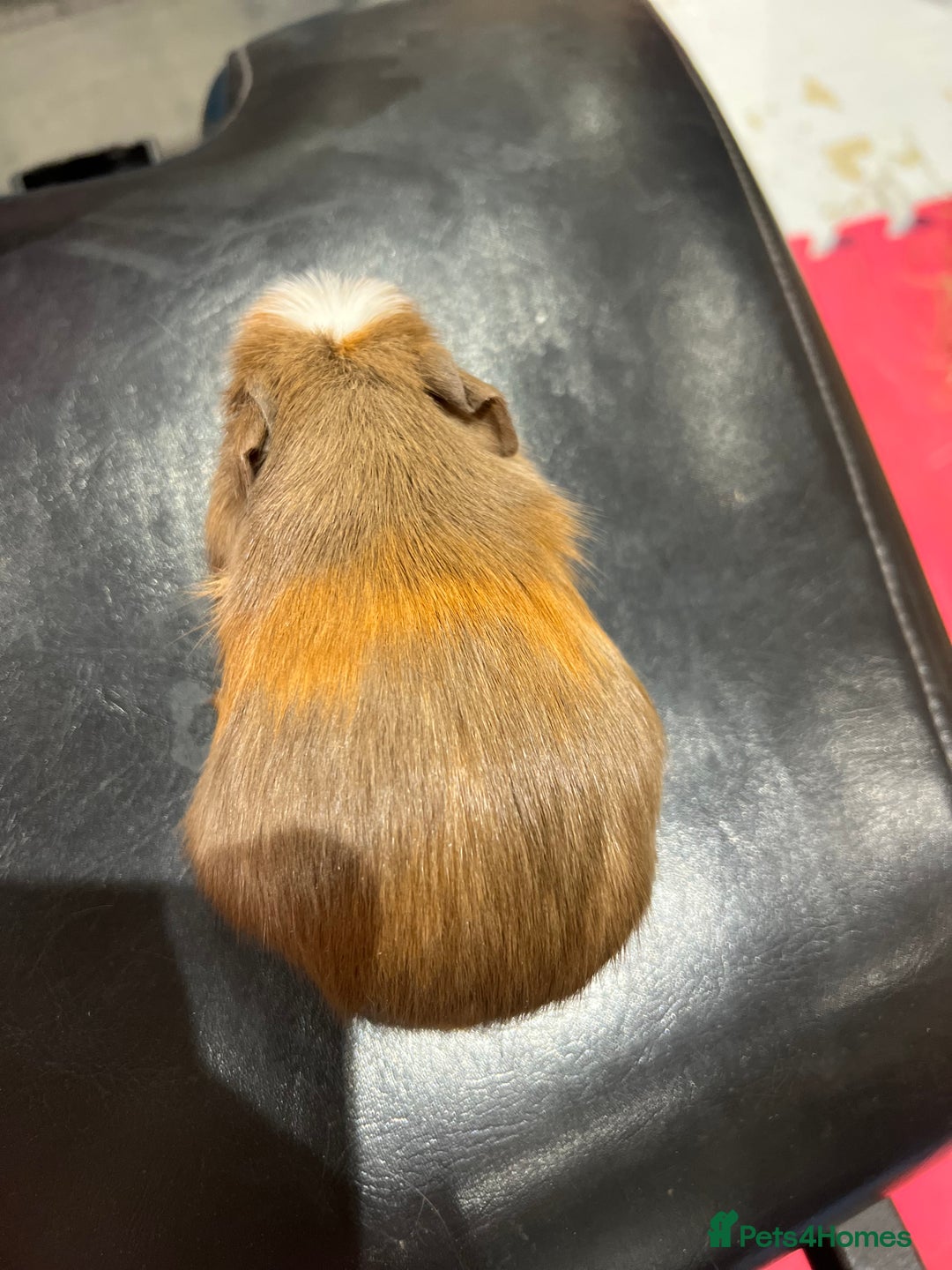 Guinea Pig rodents for sale: 8 week old guinea pig baby boars - Image 5
