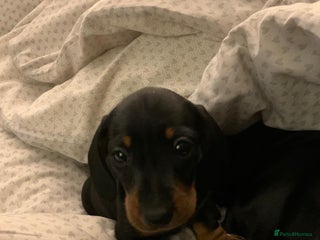 Miniature Dachshund dogs in Kidlington - Advert 20