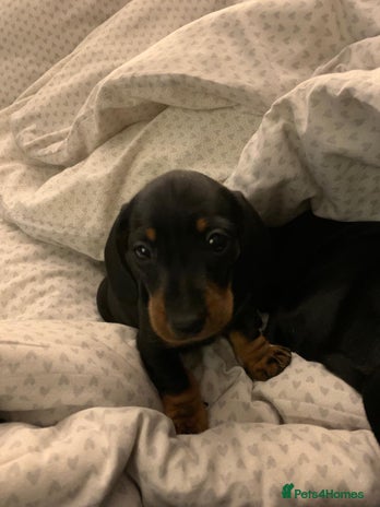 Miniature Dachshund dogs in Kidlington - Advert 5