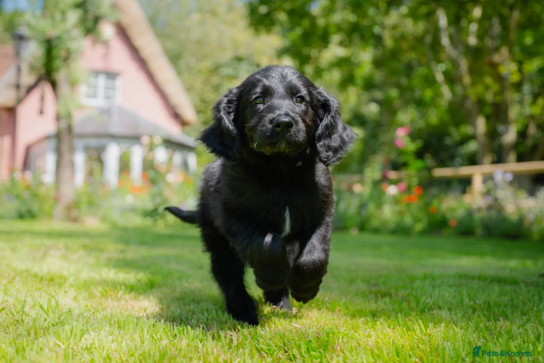 Goldendoodle dogs for sale: F1 Standard Goldendoodle Waiting List  - Advert 9