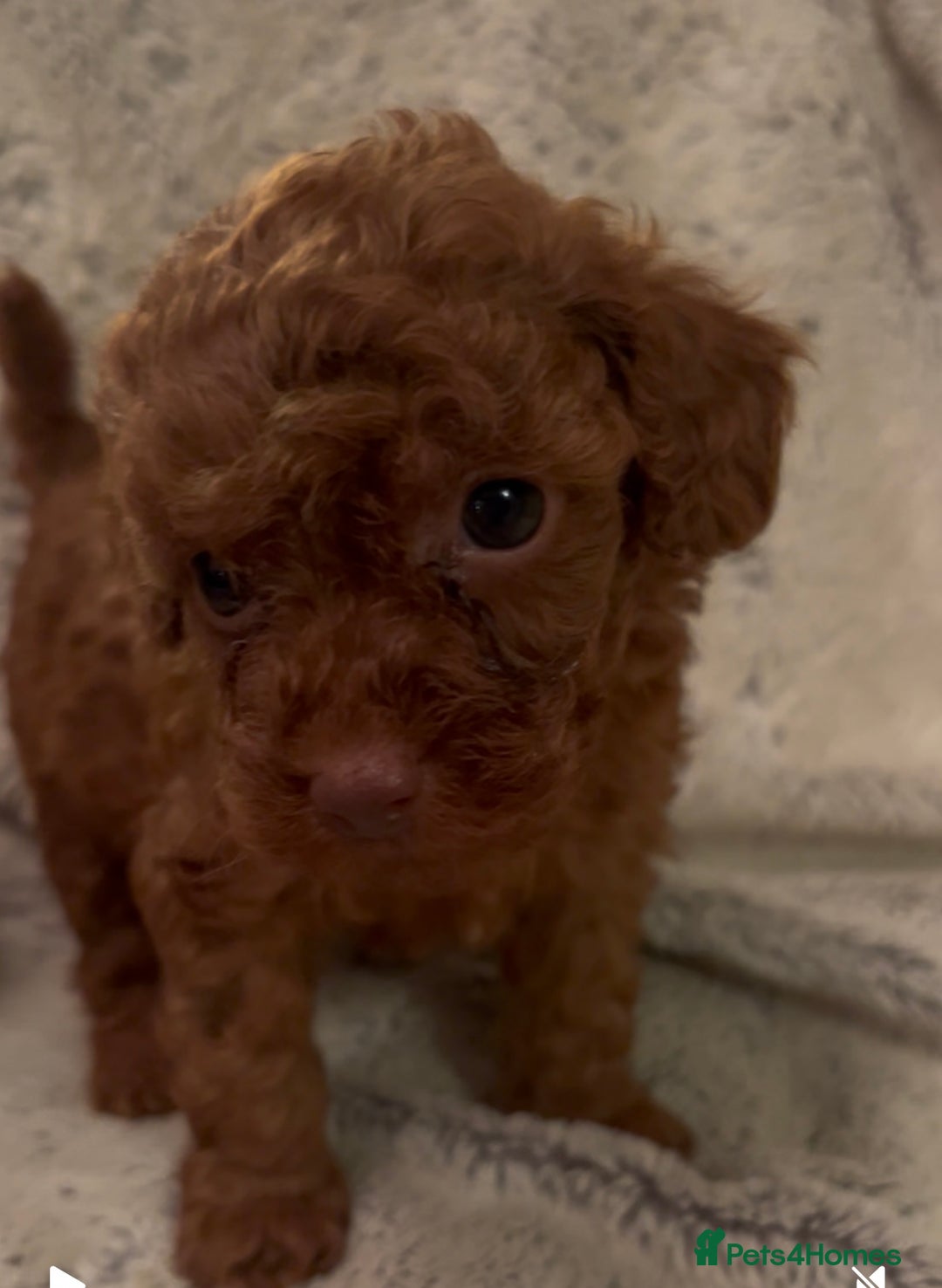 Toy Poodle dogs for sale: KC Registered Red True to Type Toy Poodle Boys  - Advert 7