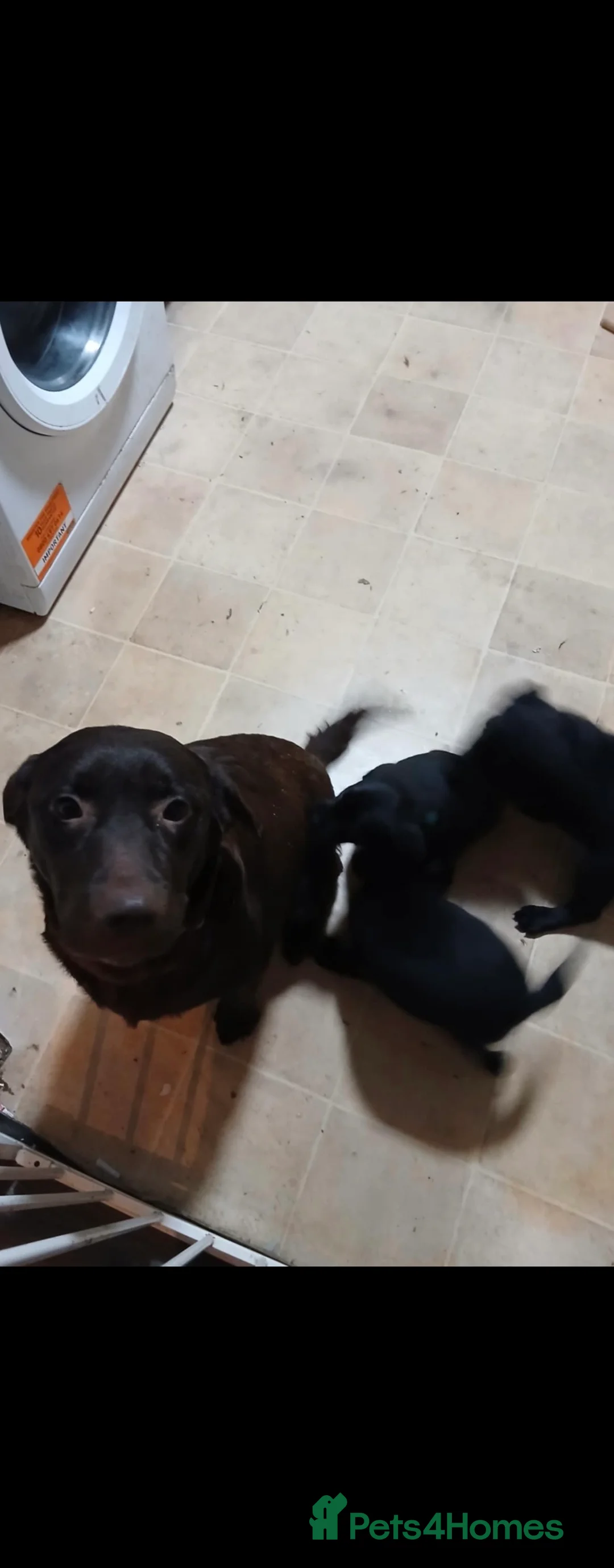 Labrador Retriever dogs for sale: 🐾 Gorgeous Labrador Puppies for Sale 🐾  - Advert 2