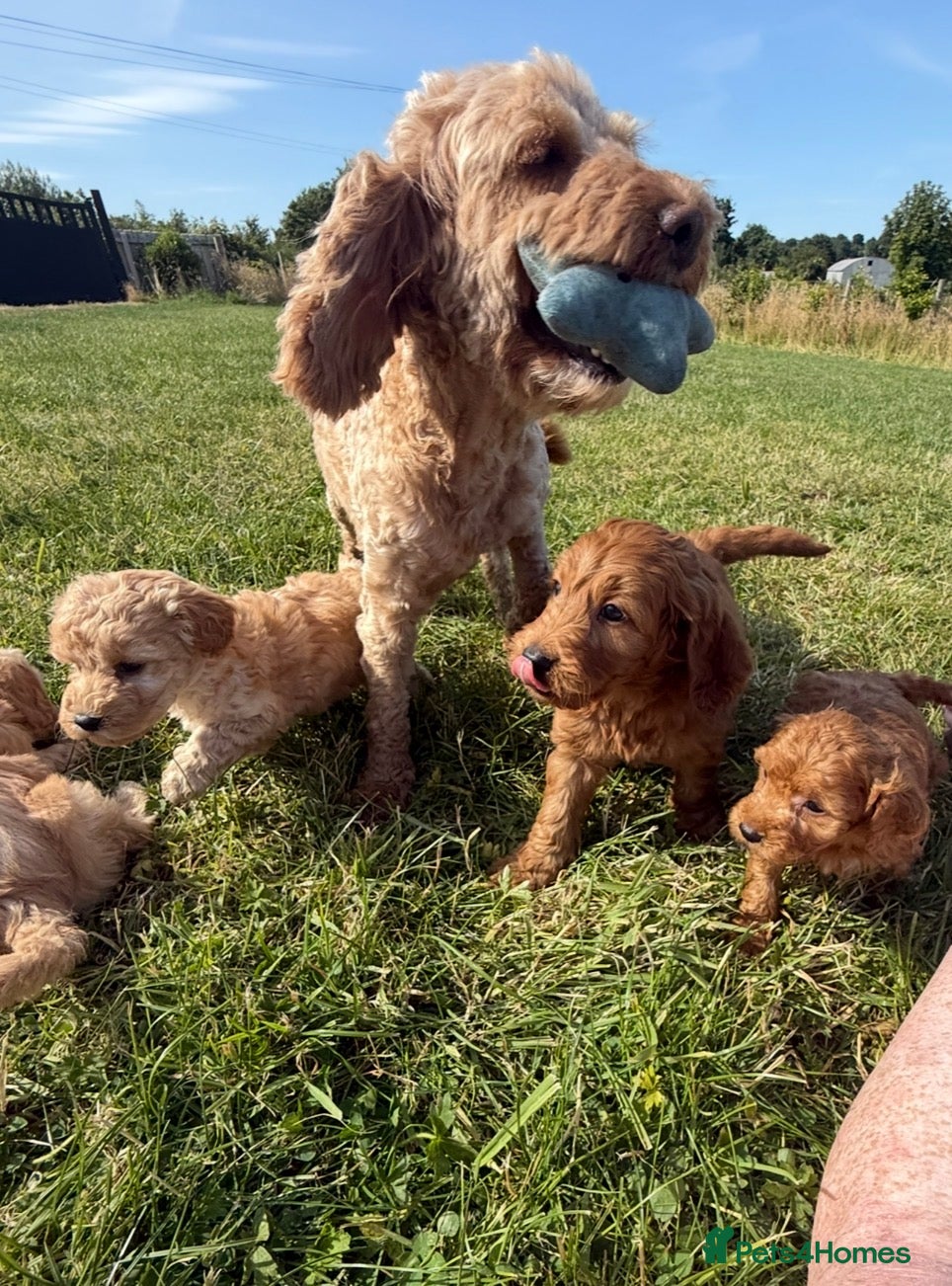 Cockapoo dogs Small F1b COCKAPOO Puppies (mini c/poo x toy poodl - Advert 1