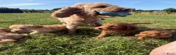 Cockapoo dogs for sale: Small F1b COCKAPOO Puppies (mini c/poo x toy poodl - Advert 1