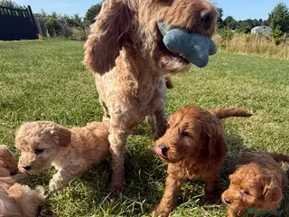 Cockapoo dogs Small F1b COCKAPOO Puppies (mini c/poo x toy poodl - Advert 1