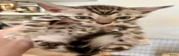 Bengal cats for sale: 4 Gorgeous Bengal Kittens ready for reservation  - Advert 28