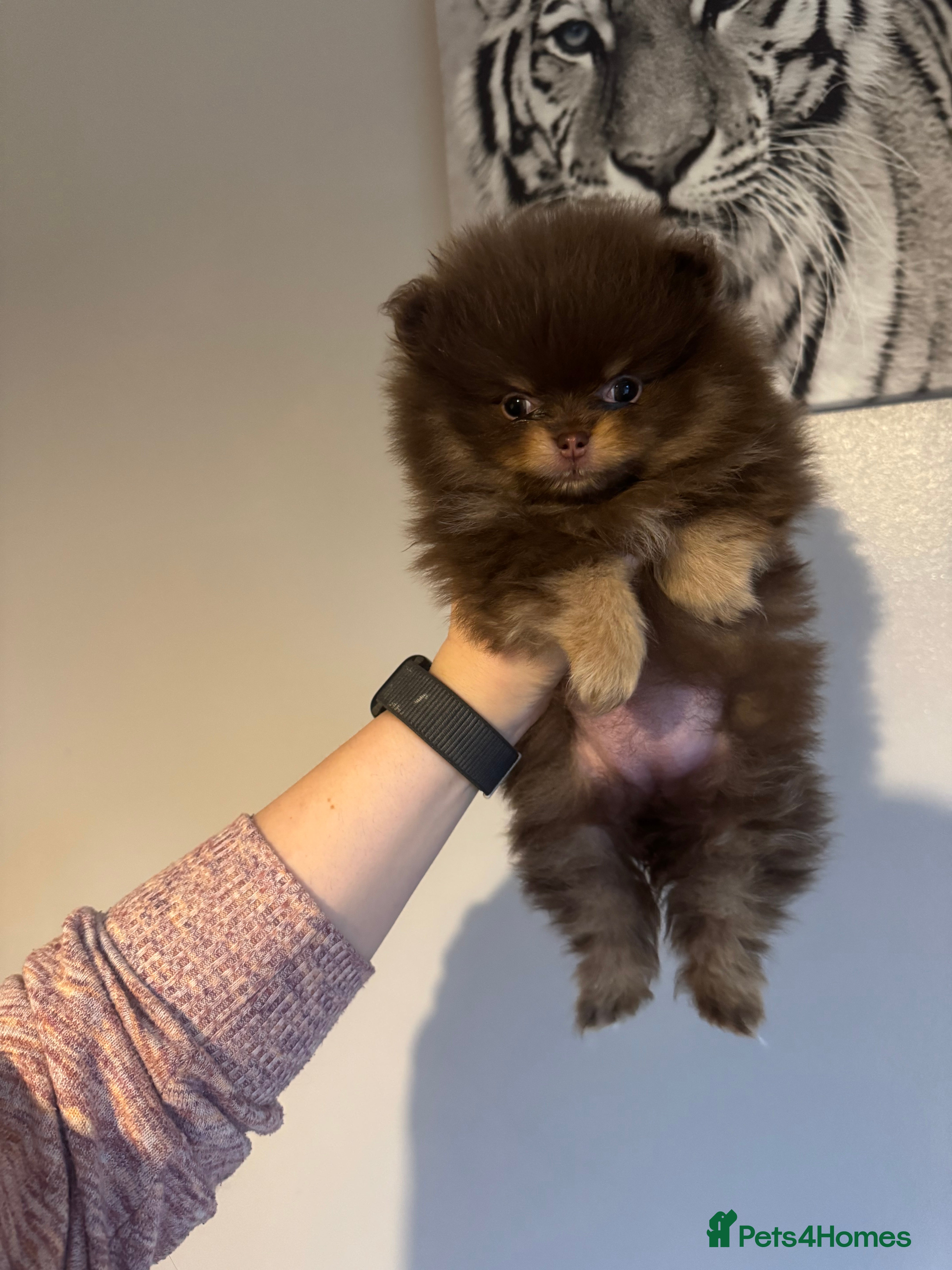 Pomeranian dogs New videos just added - Advert 6