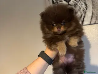 Pomeranian dogs New videos just added - Advert 6