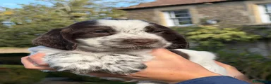 Cocker Spaniel 1