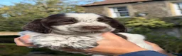 Cocker Spaniel dogs for sale: KC Reg Cocker Spaniel Pups Full DNA 5⭐️ Licensed  - Advert 20