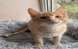 Maine Coon cats for sale: Maine coon x bengal kittens  - Image 15