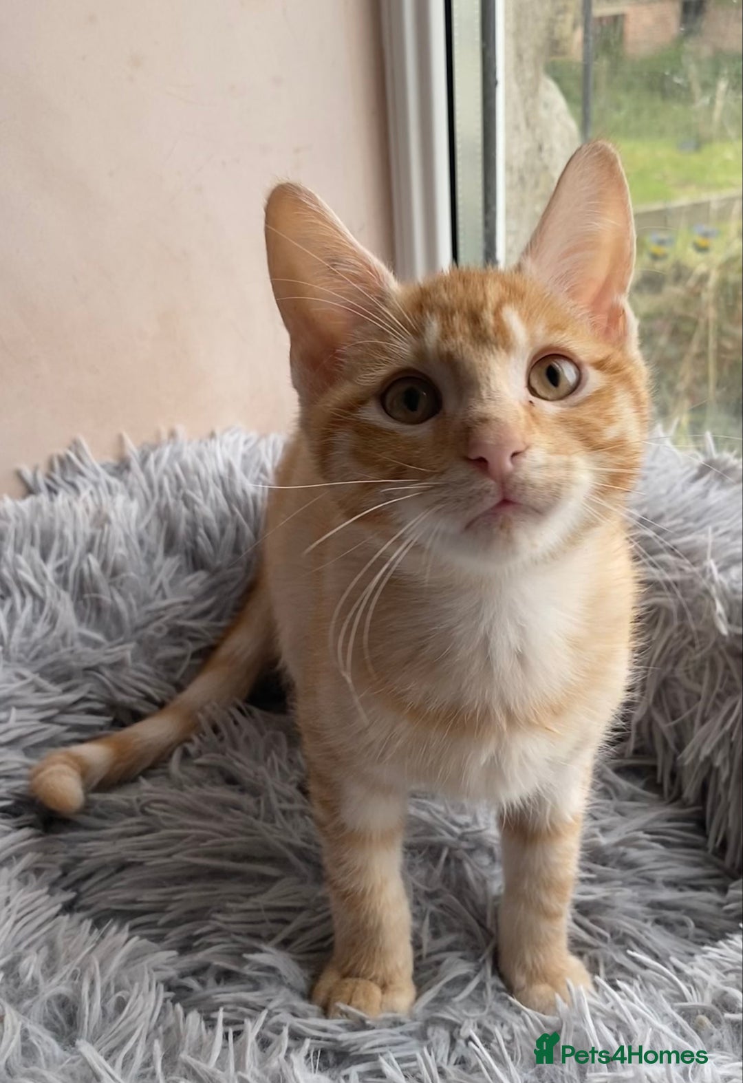 Maine Coon cats for sale: Maine coon x bengal kittens  - Image 15