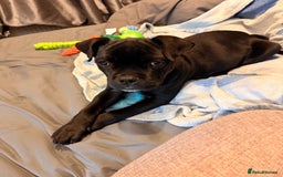 Cane Corso dogs for sale: Enzoo - Image 5