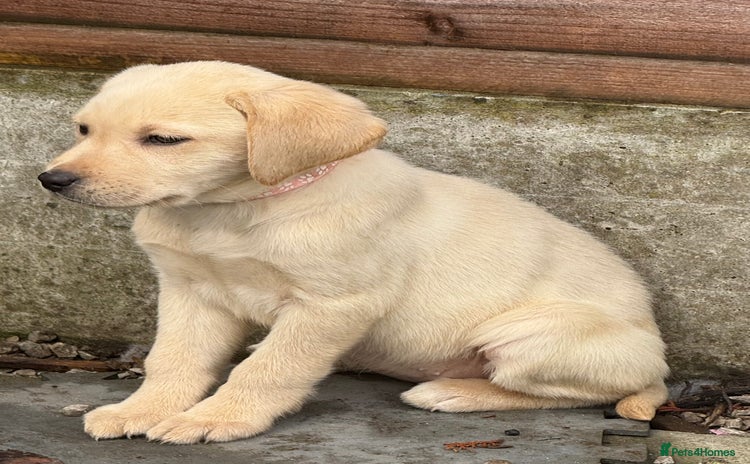 Labrador Retriever dogs - Advert 1