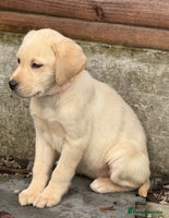 Labrador Retriever dogs - Advert 11